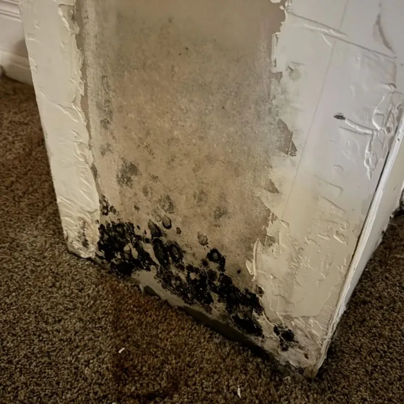Professional Mold Removal in Luxemburg, WI